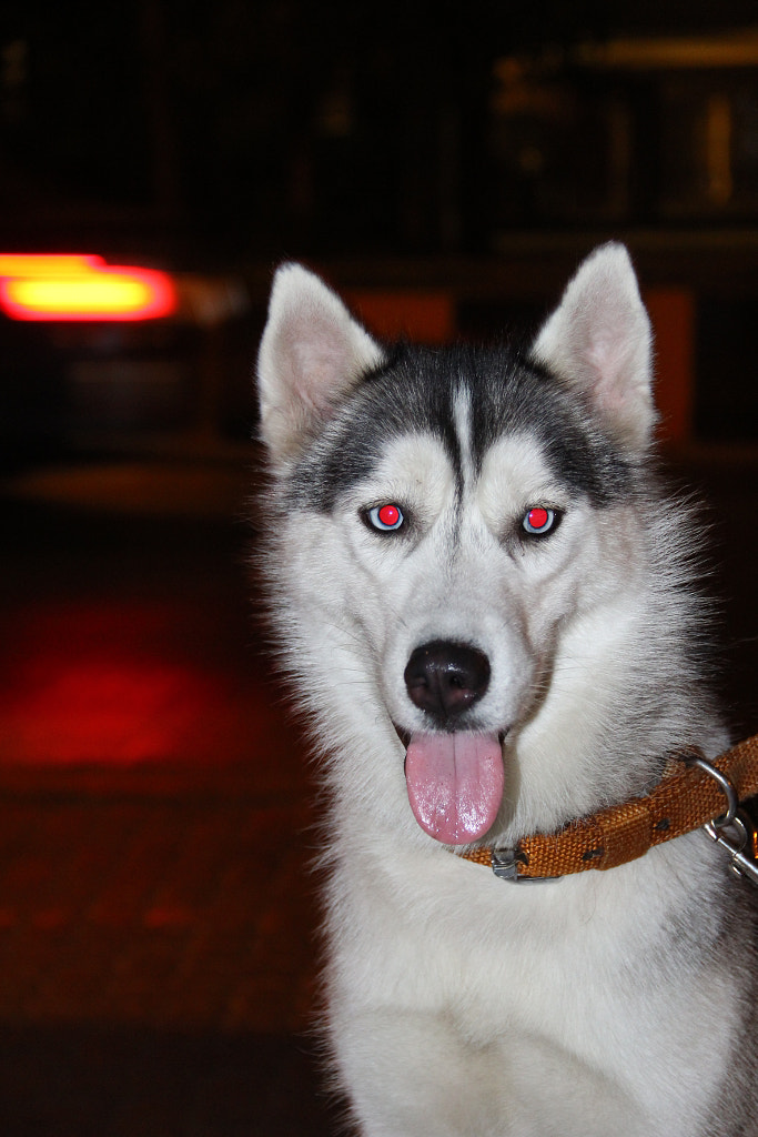 Red Eyed Husky by Varun Papneja / 500px