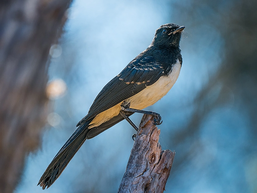 Djidi Djidi by Paul Amyes on 500px.com