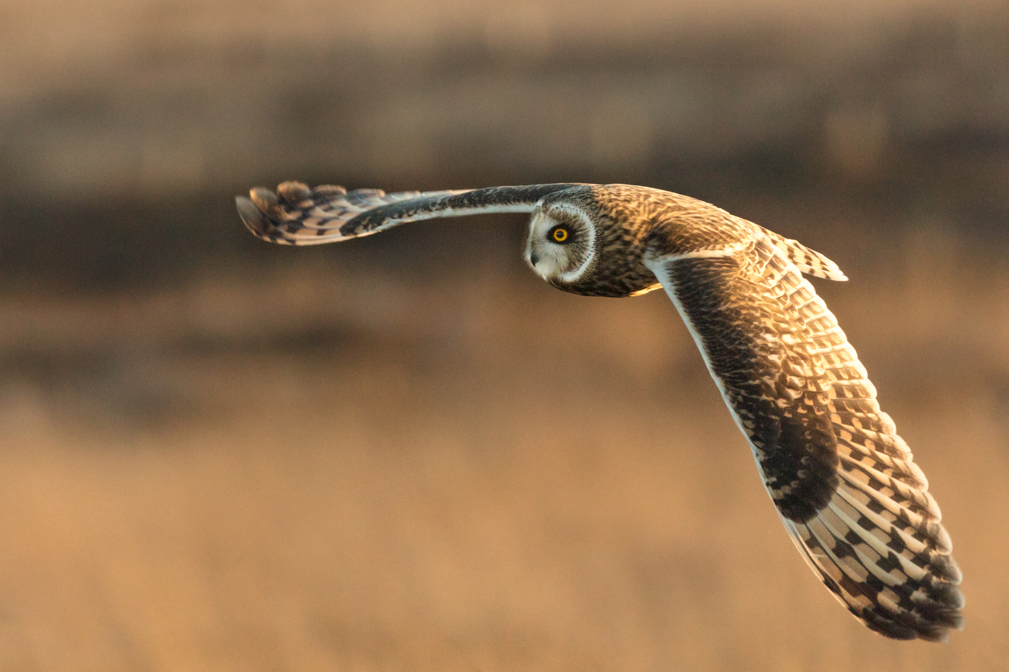 Short Eared Owl #4