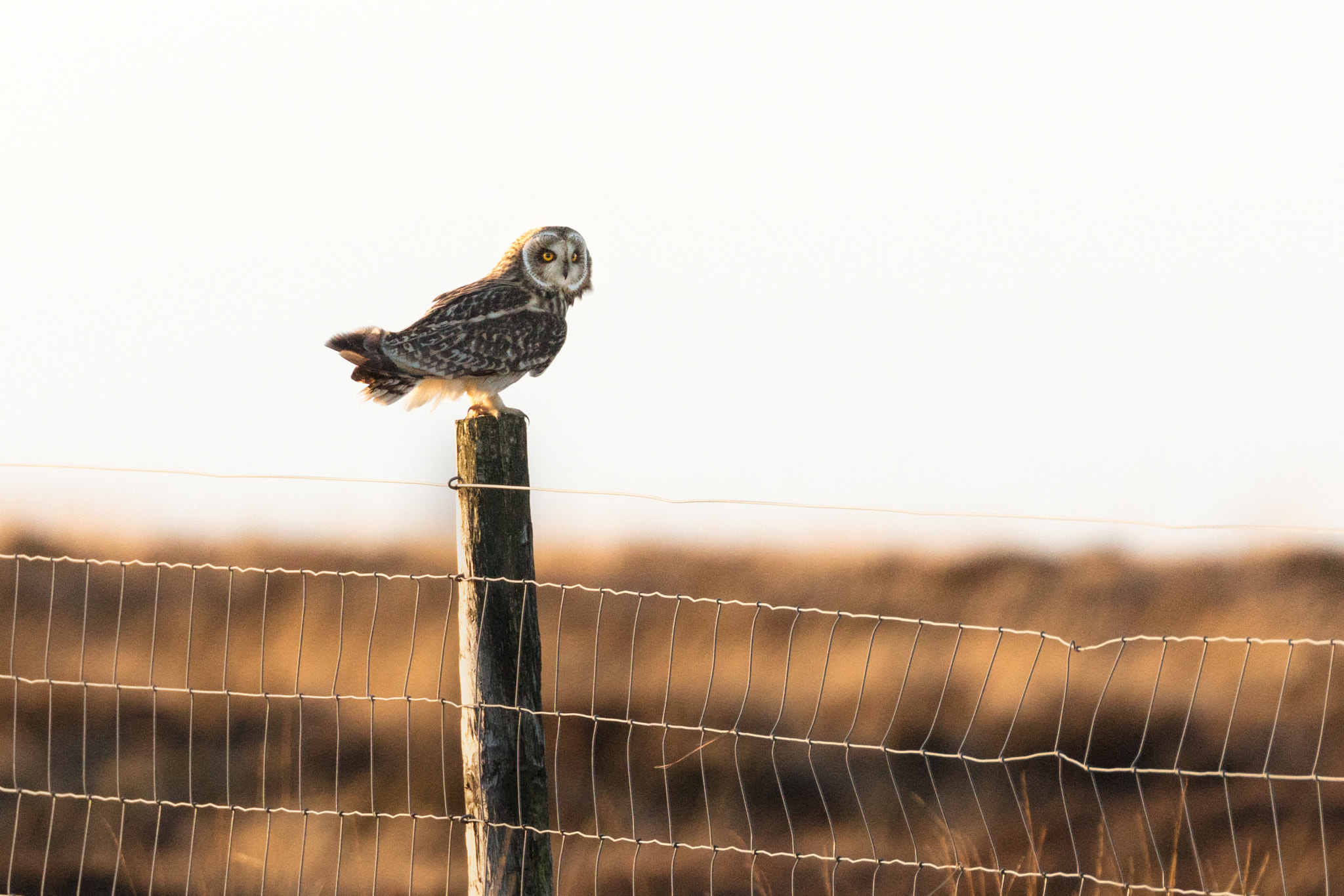 Short Eared Owl #1