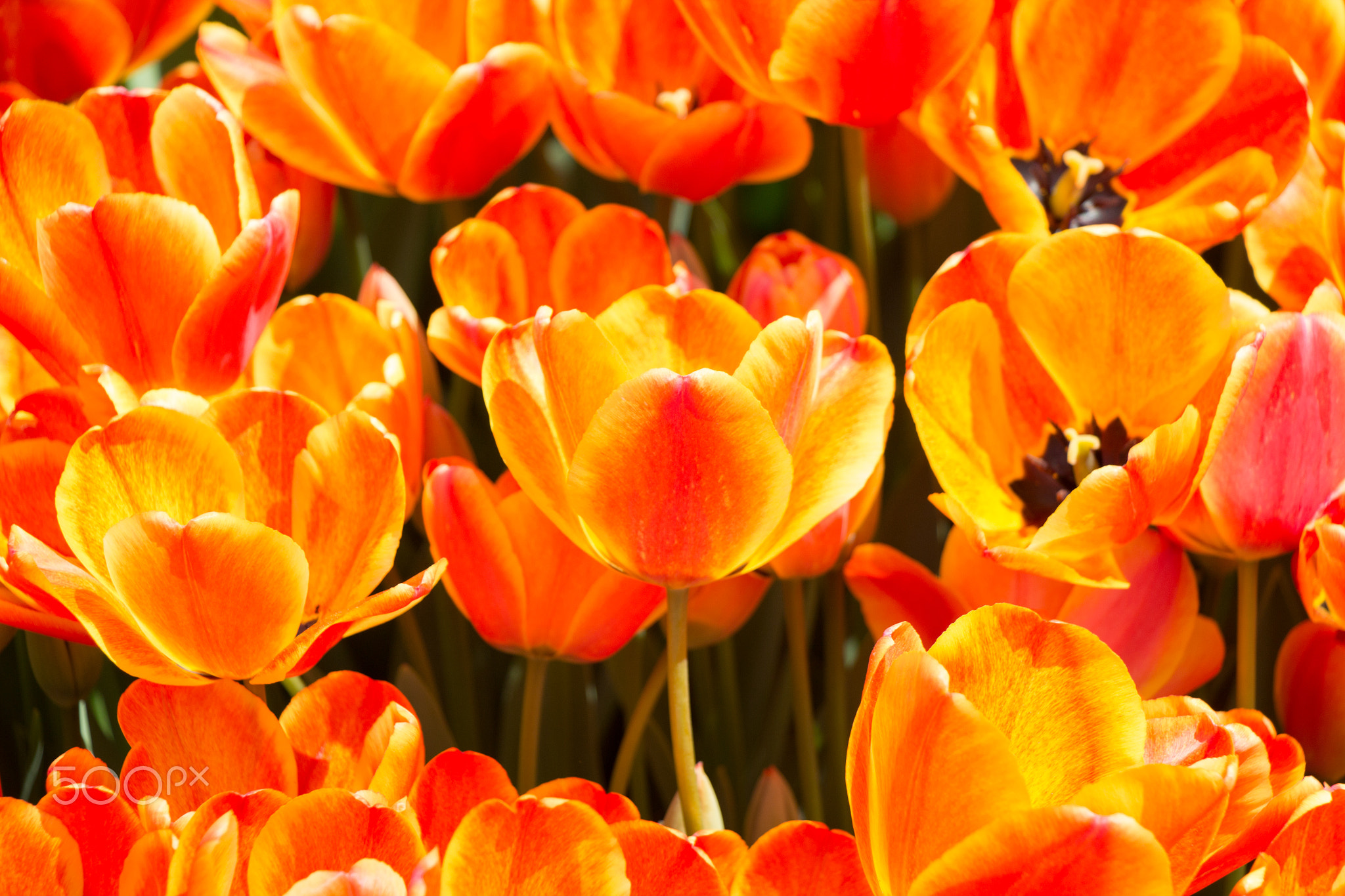 Colorful tulip flowers bloom in the garden