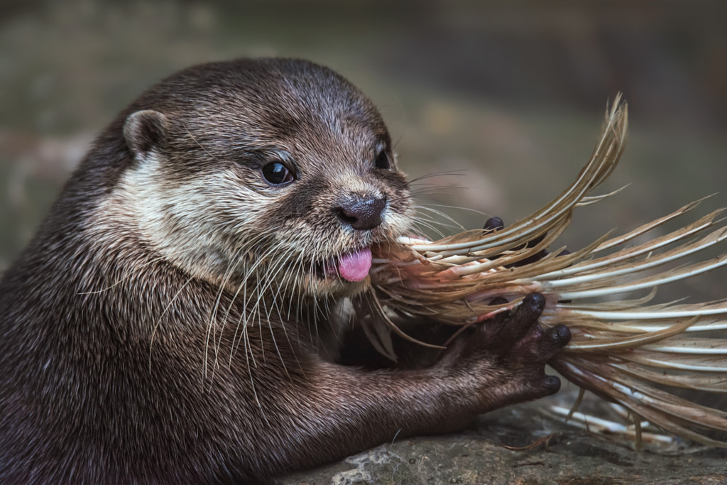 Otter by Ondřej Chvátal on 500px.com