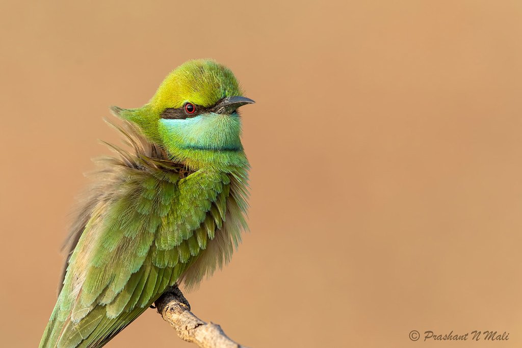 Feathers by Prashant Mali on 500px.com