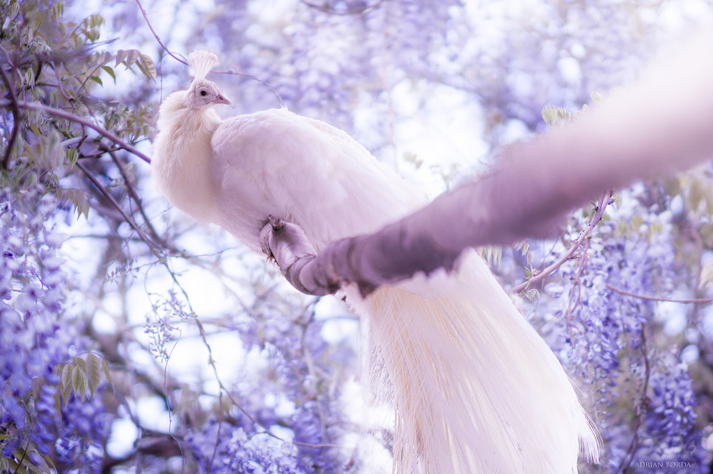 The White Peacock II by Adrian Borda on 500px.com