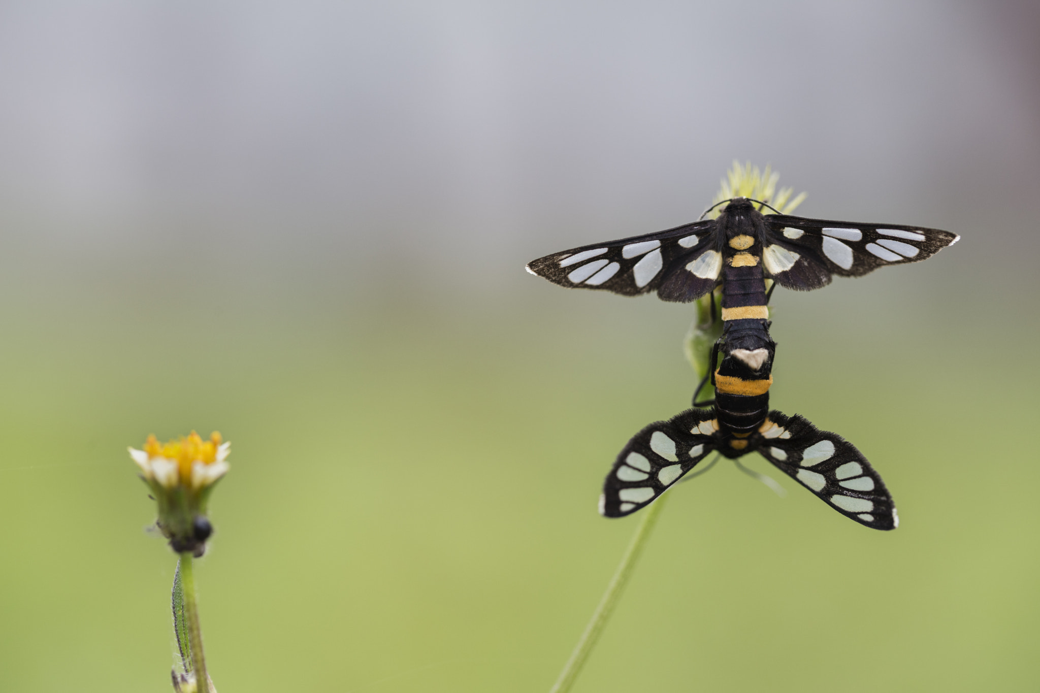 Nine spotted moths mating. Yellow belted burnet