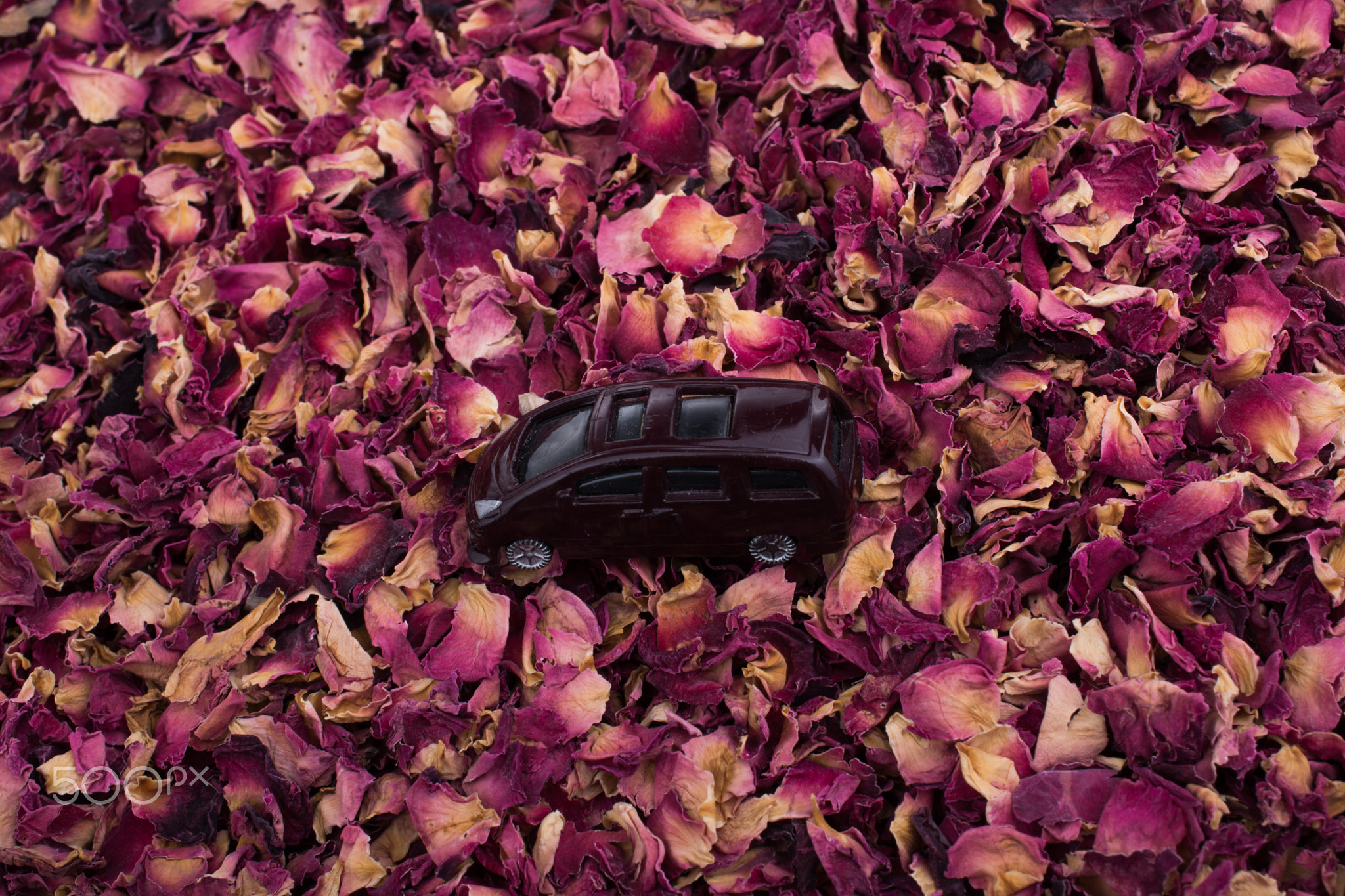 Toy car on a background of dried rose petals