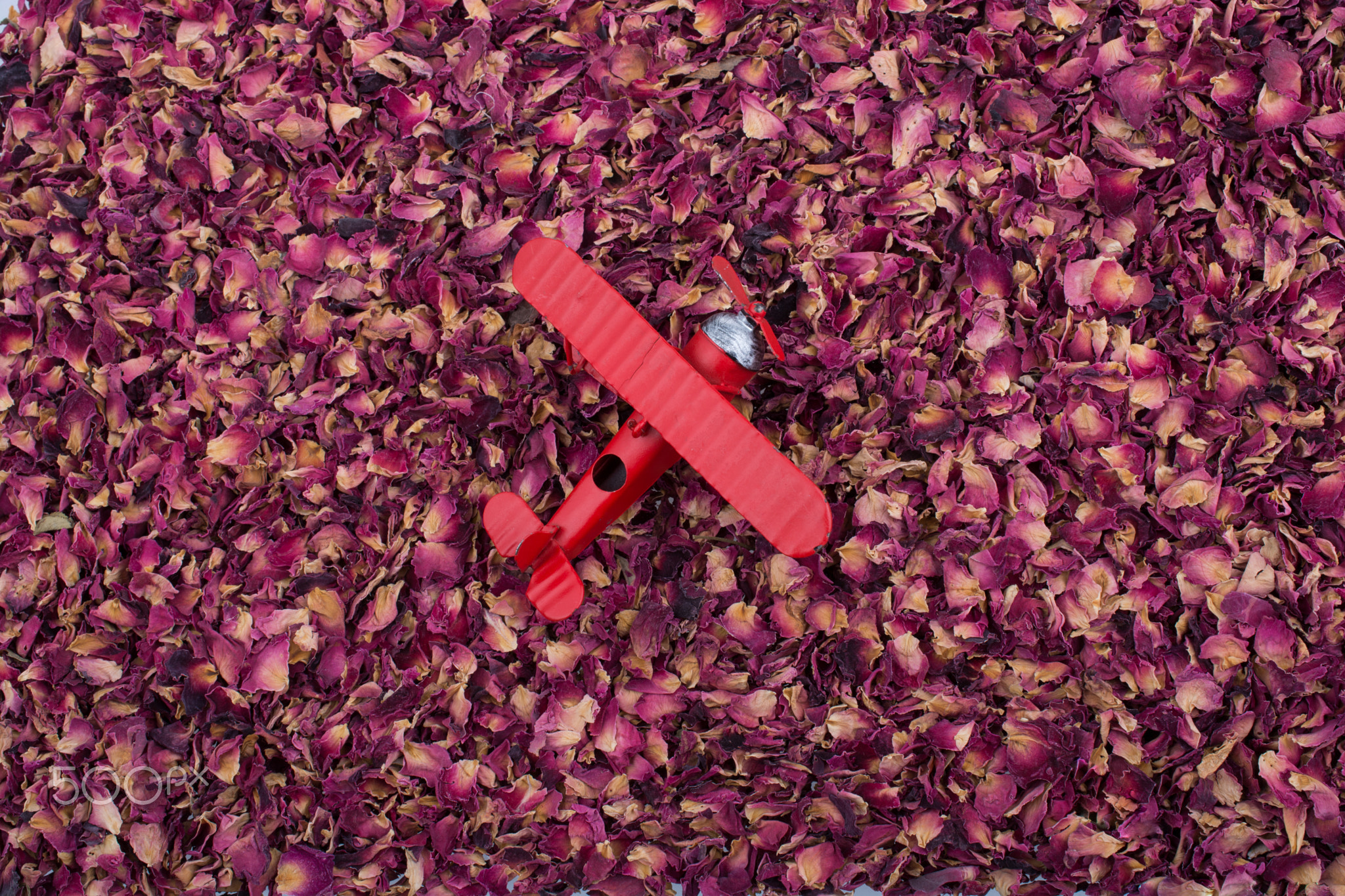 Toy airplane on a background of dried  rose petals
