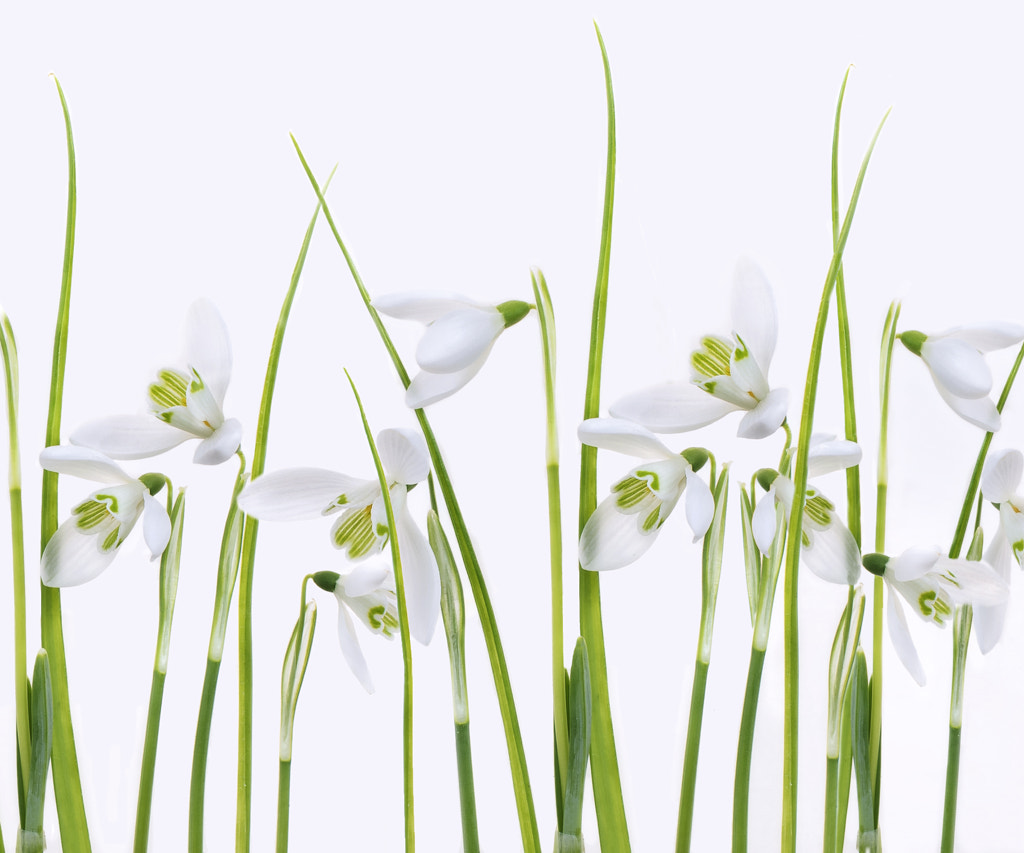 Snowdrop field by Sharon Williams on 500px.com