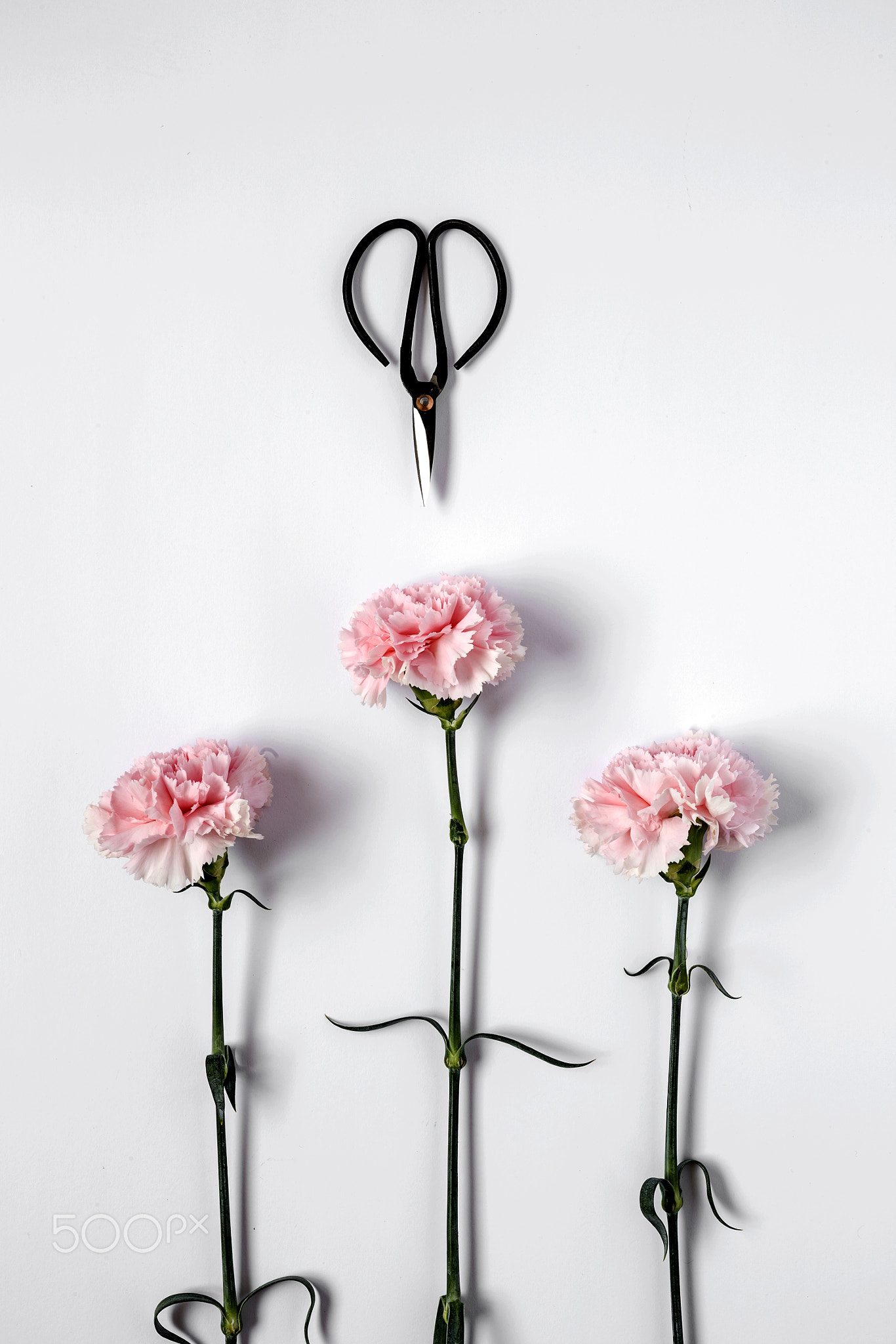 Flowers on white background. Flat lay, top view