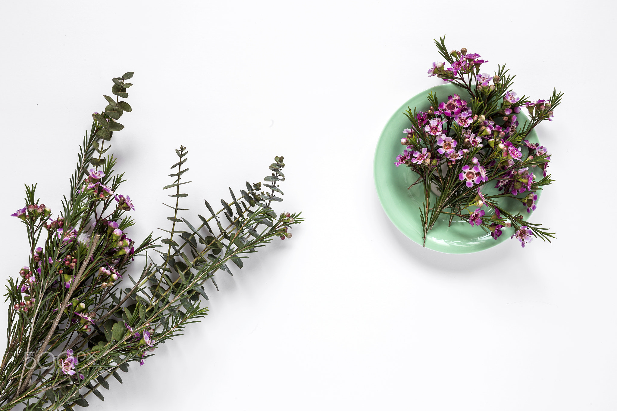 Flowers on white background. Flat lay, top view