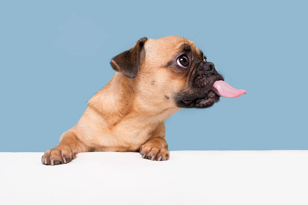 Cheeky Pug by Elke Vogelsang | 500px.com