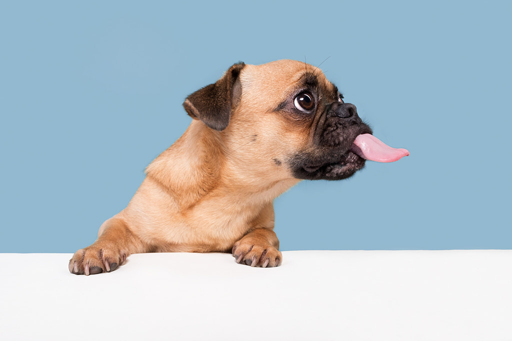 Cheeky Pug by Elke Vogelsang on 500px.com