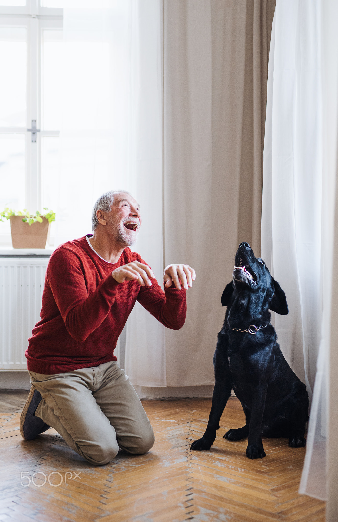 A senior man indoors with a pet dog at home, having fun.