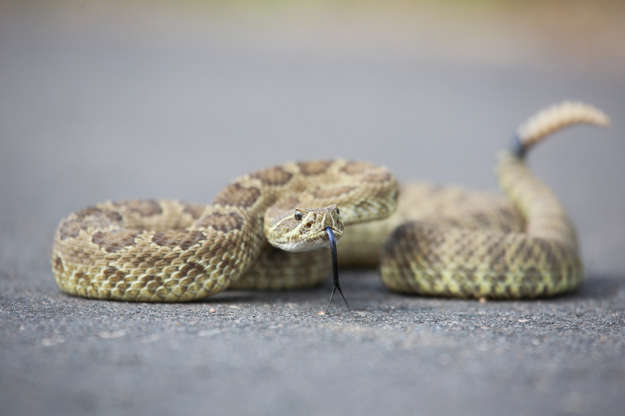 Rattlesnake