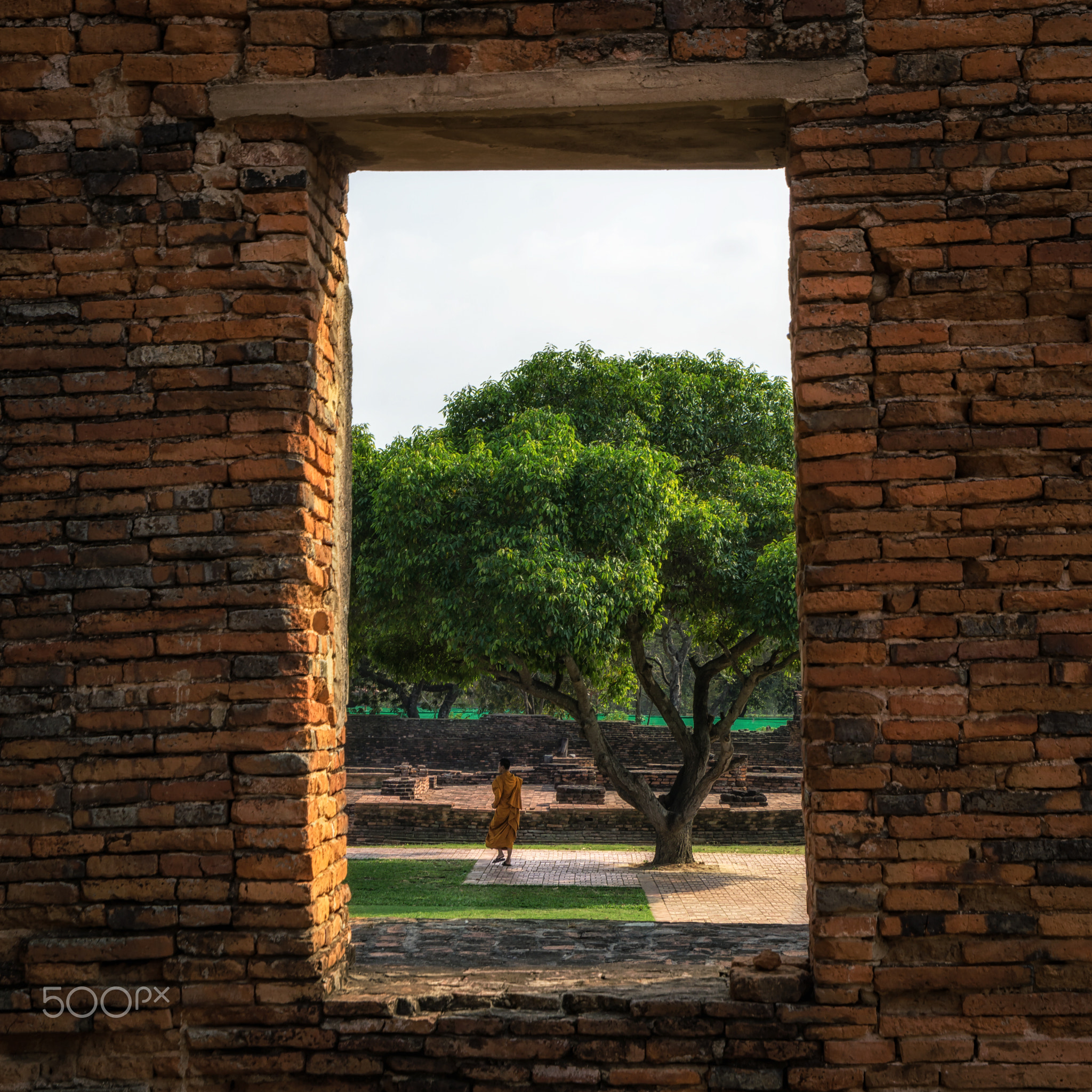 buddhist monk by the tree