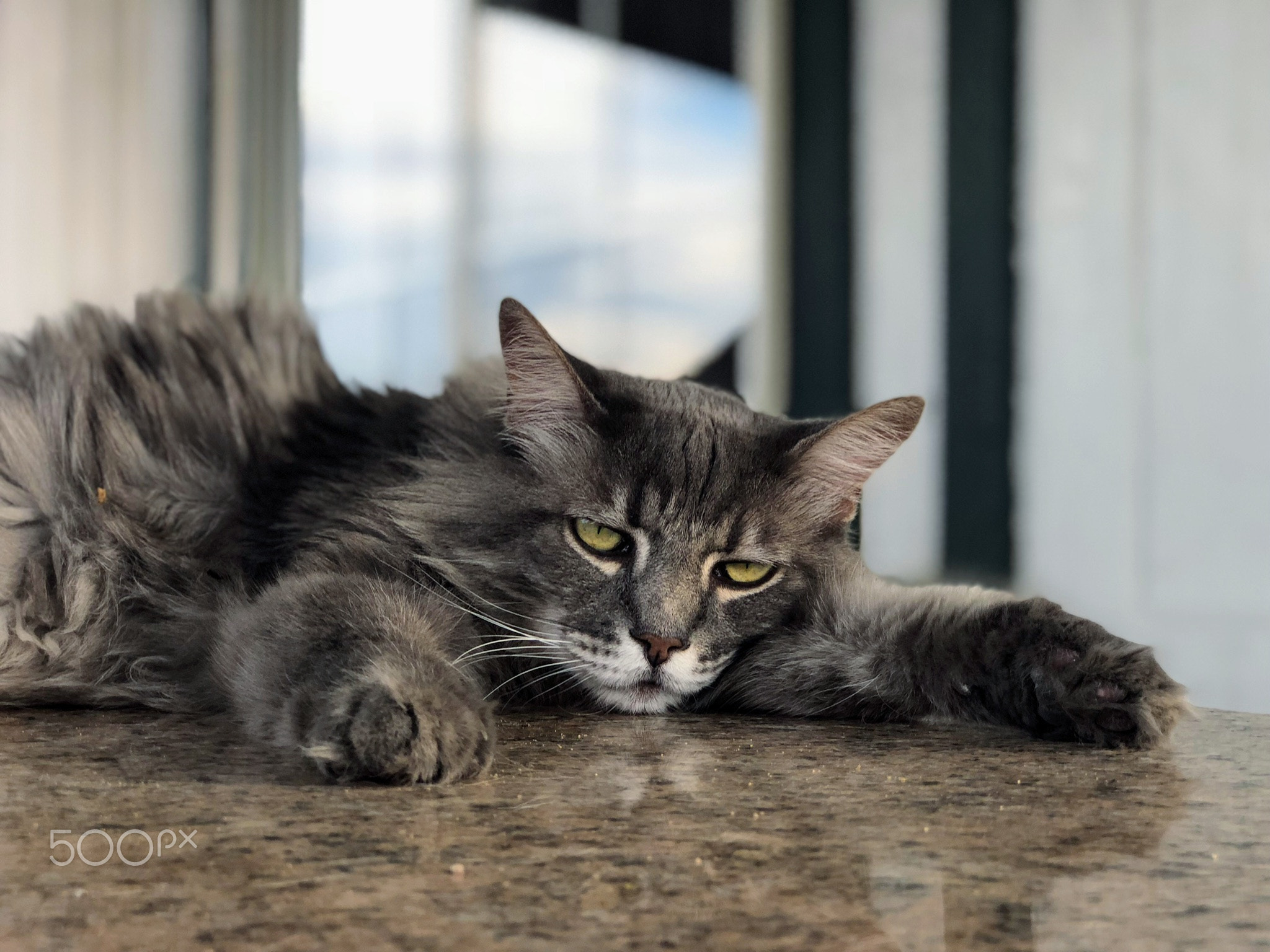 Cool Cat Tigger (changed position)