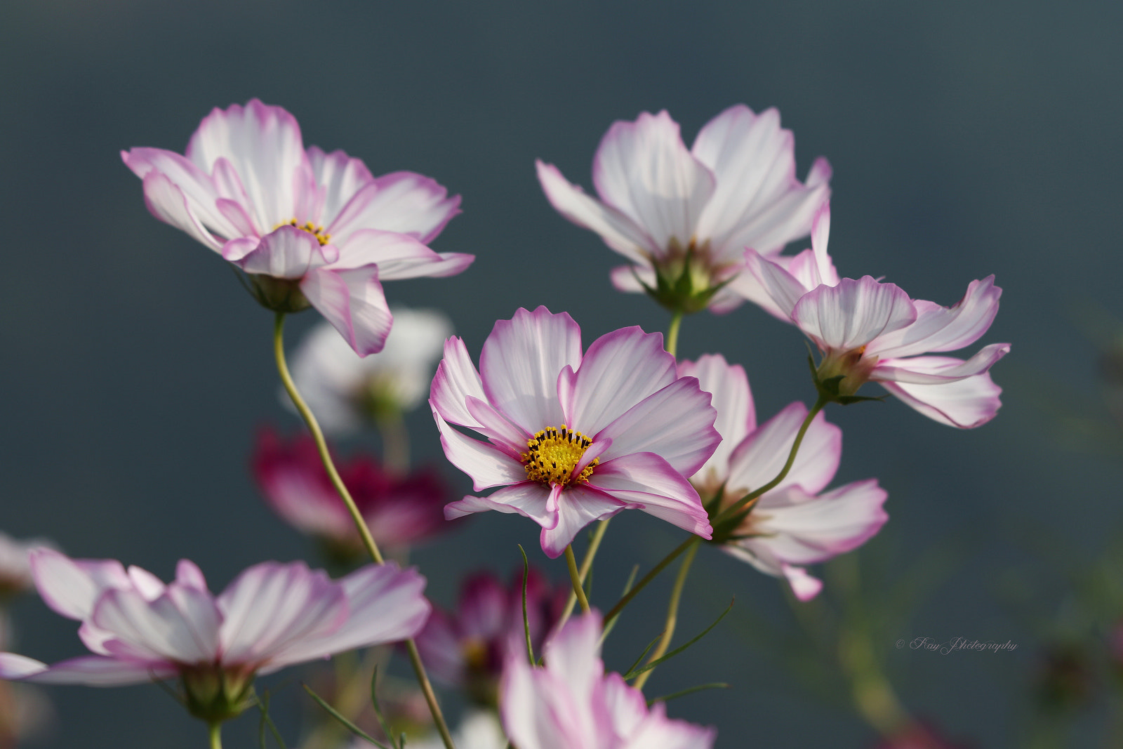 v2?sig=7da421af8eeb037b0020d280a55815bfae45ed448249fac8f817373fce20e760