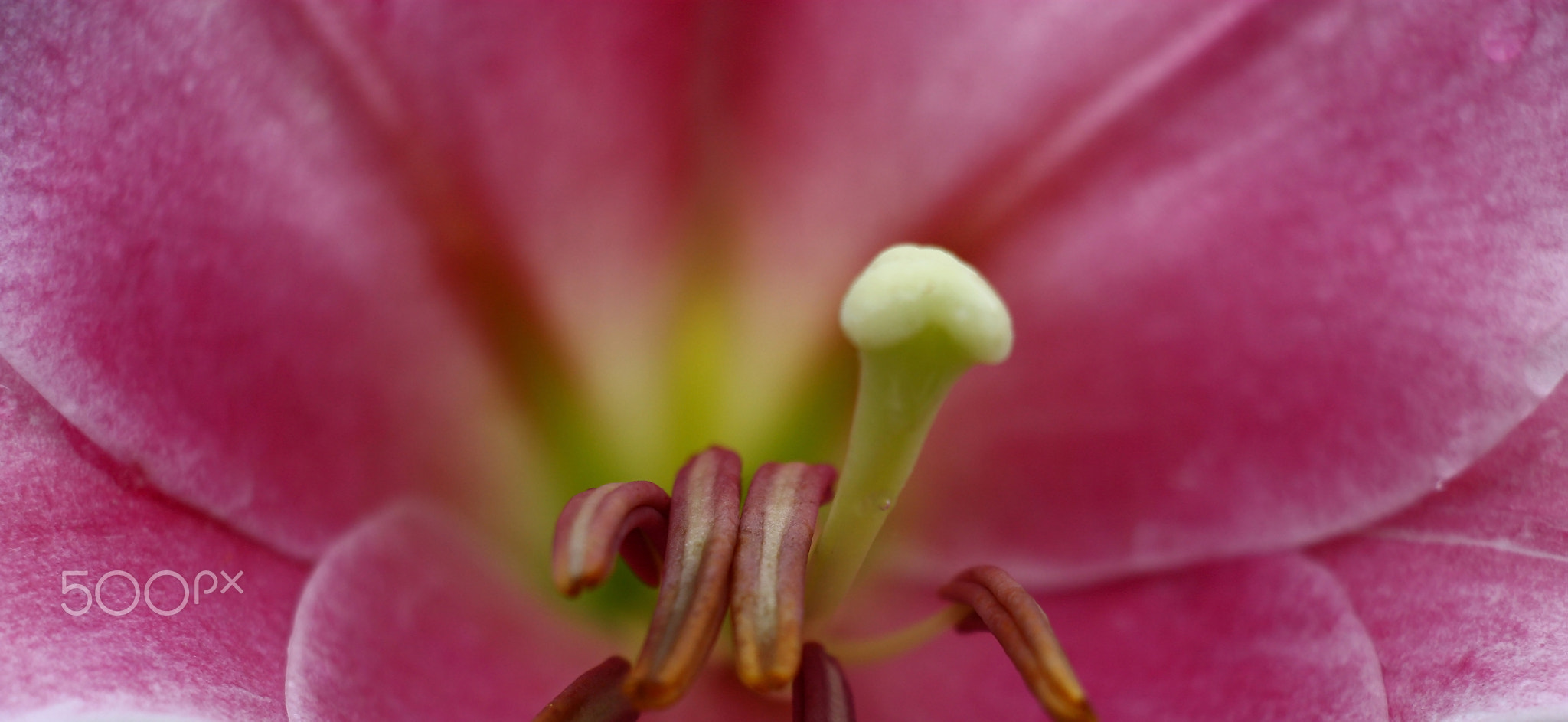 Lily flower fragment.