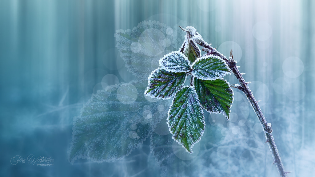 Caught by the frost by Jörg Wolfshöfer on 500px.com