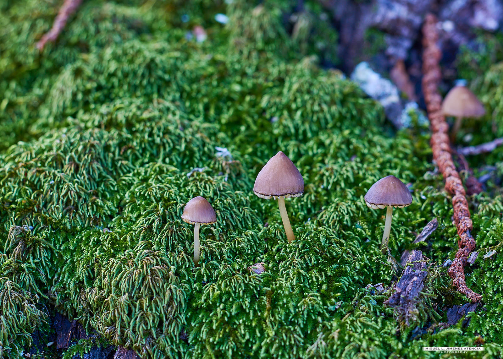natural forest natural forest