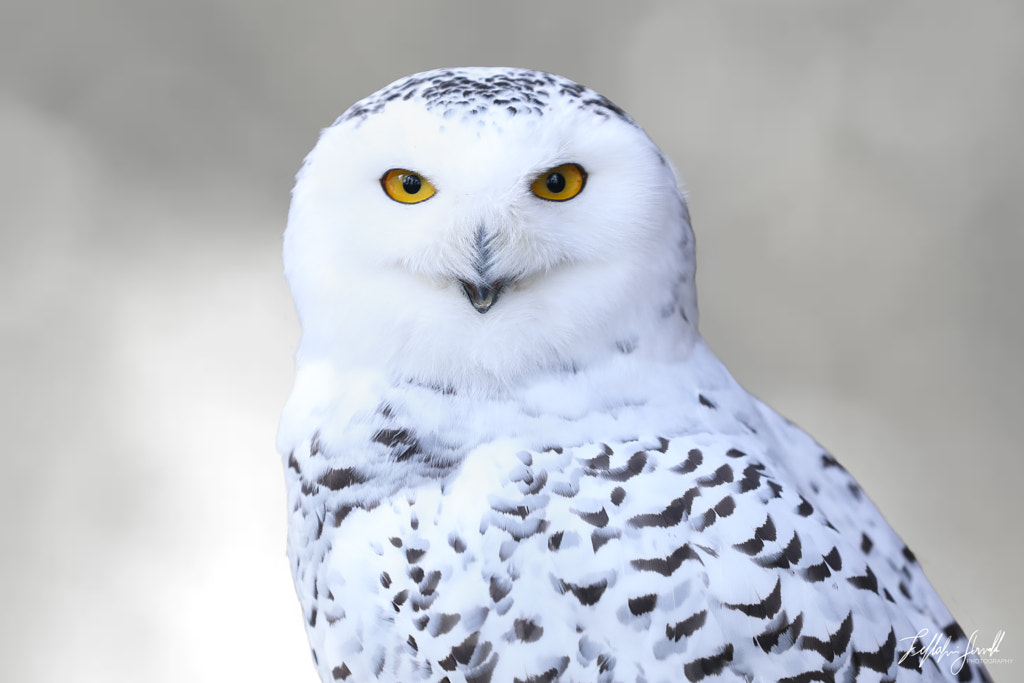 Snowy owl byGeorgia birds - Most Common Birds in Georgia 