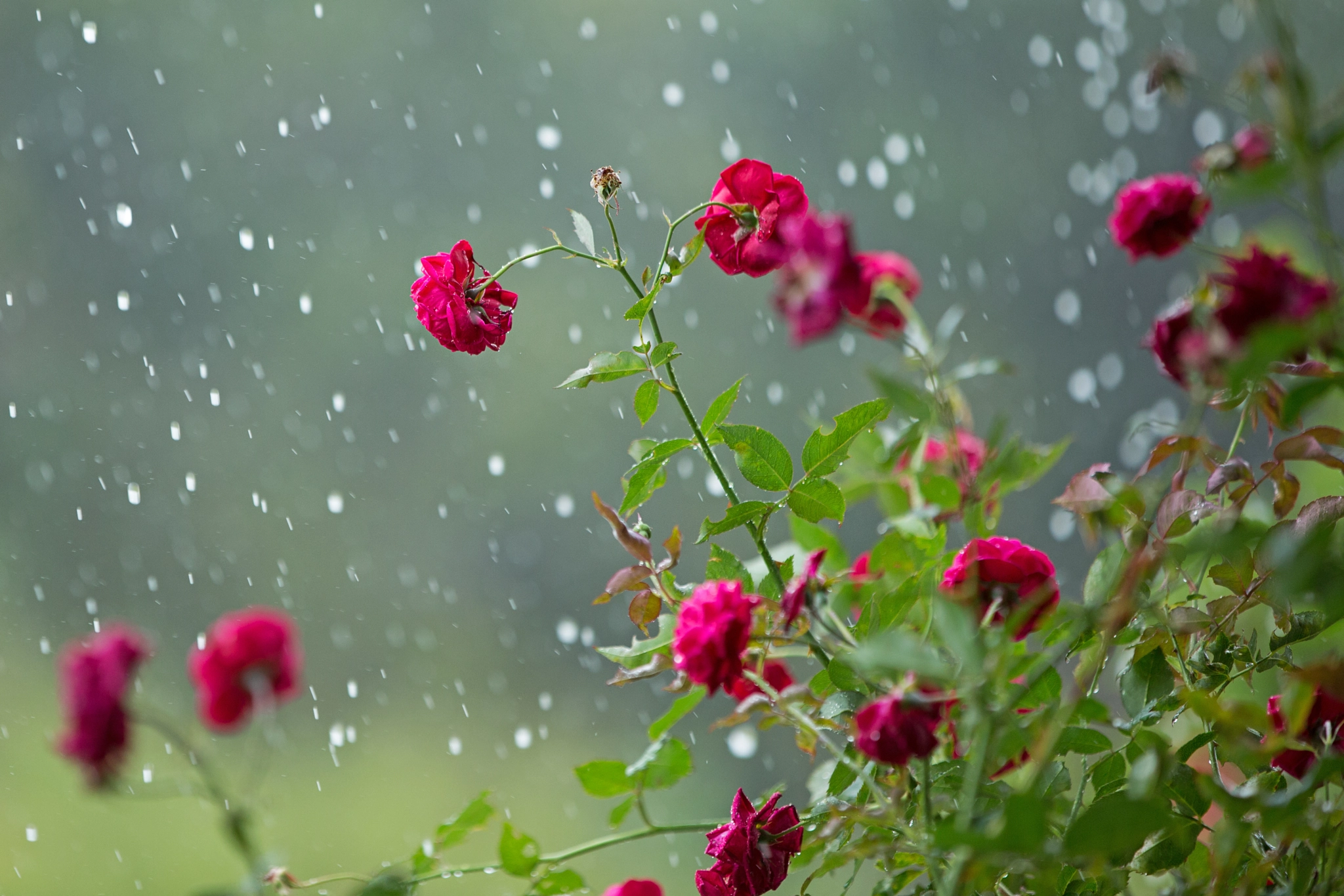 Pluie de rose