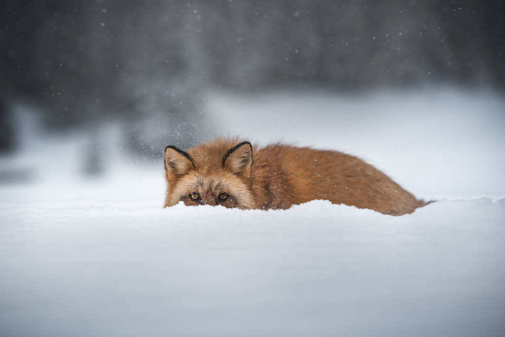 @izalyson | hunt by Iza ?yso? on 500px.com