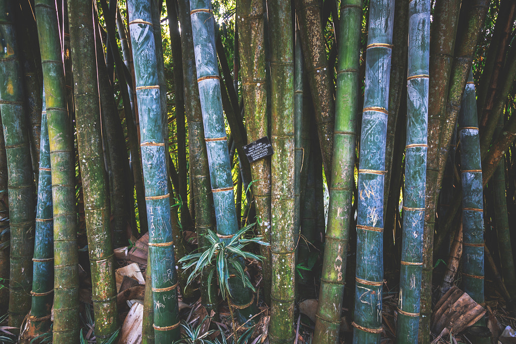 Giant Bamboo, Royal Botanical Gardens, Peradeniya by Son of the Morning Light on 500px.com