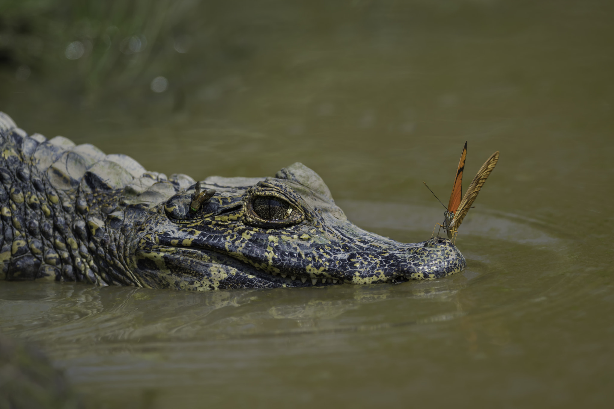 Caiman and Butterfly