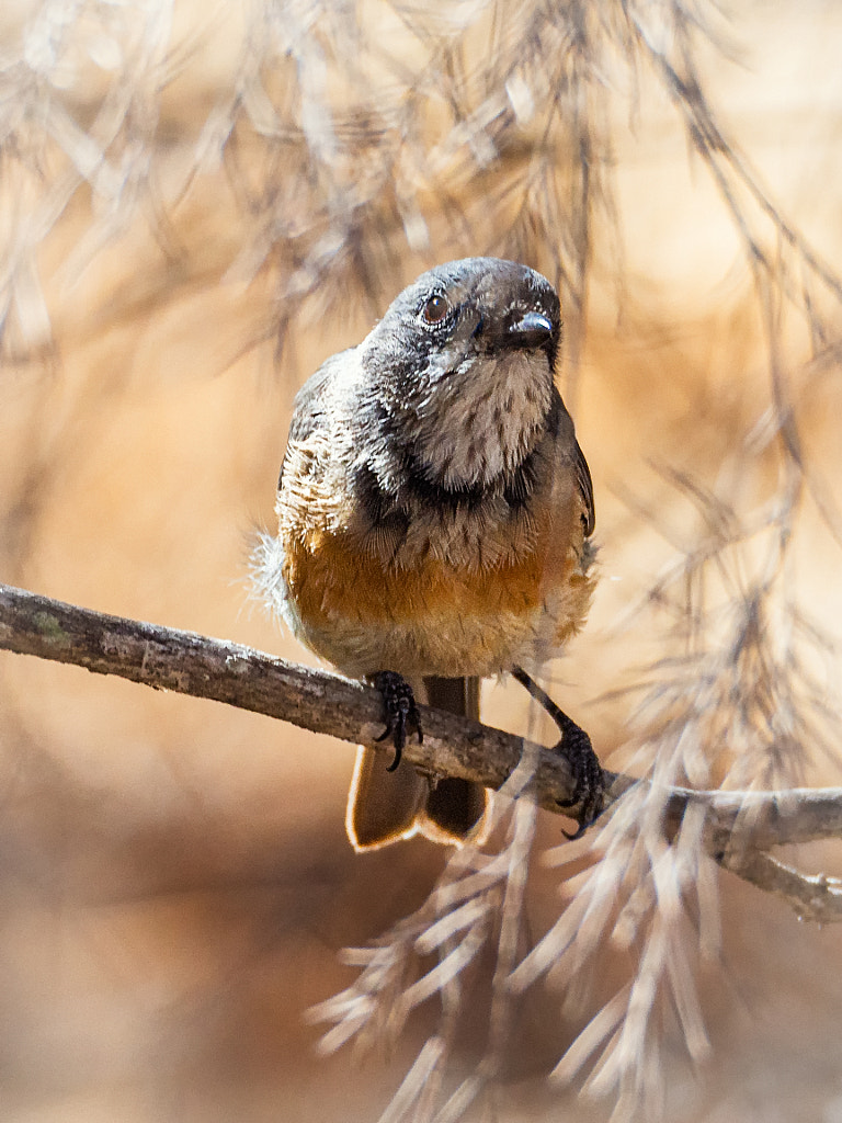 Western Whistler by Paul Amyes on 500px.com