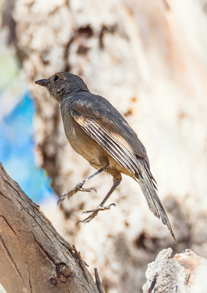 Southern Scrub Robin by Paul Amyes on 500px.com