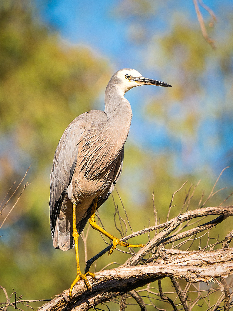 White-faced Heron by Paul Amyes on 500px.com