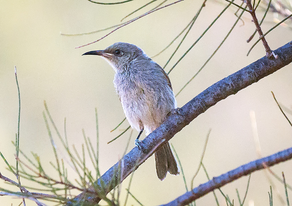 Brown Honeyeater by Paul Amyes on 500px.com