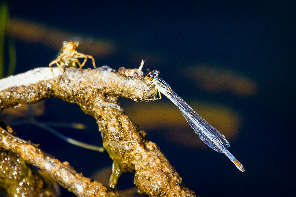 Blue Ringtail Damselfly by Paul Amyes on 500px.com