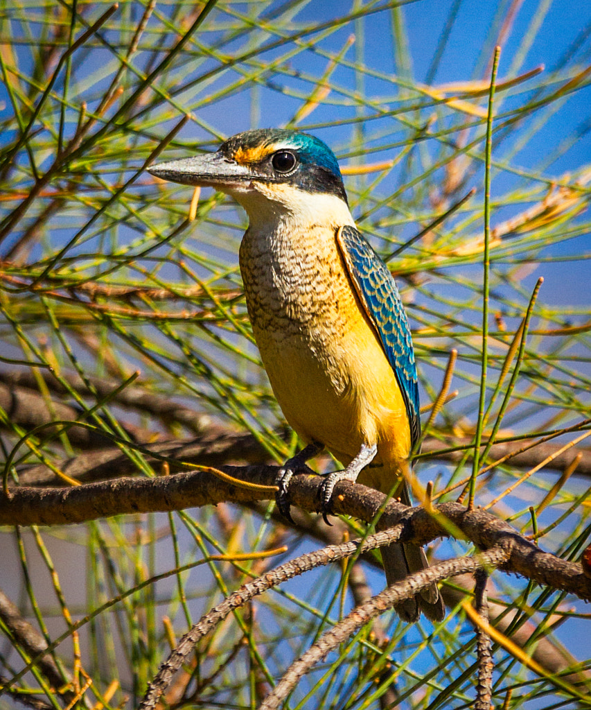 Sacred Kingfisher by Paul Amyes on 500px.com