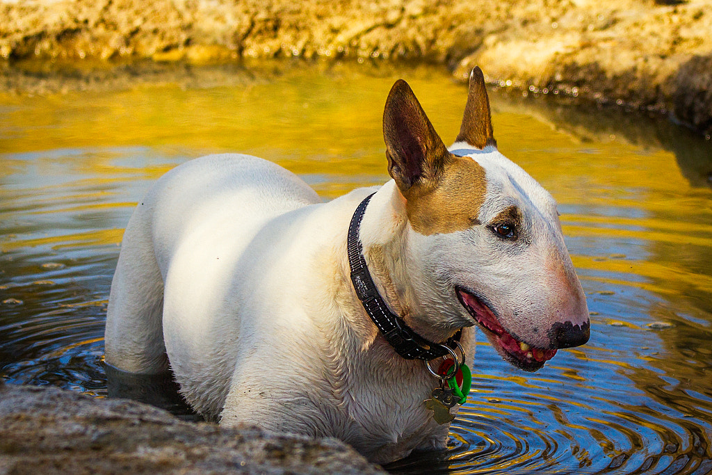 Keeping Cool by Paul Amyes on 500px.com