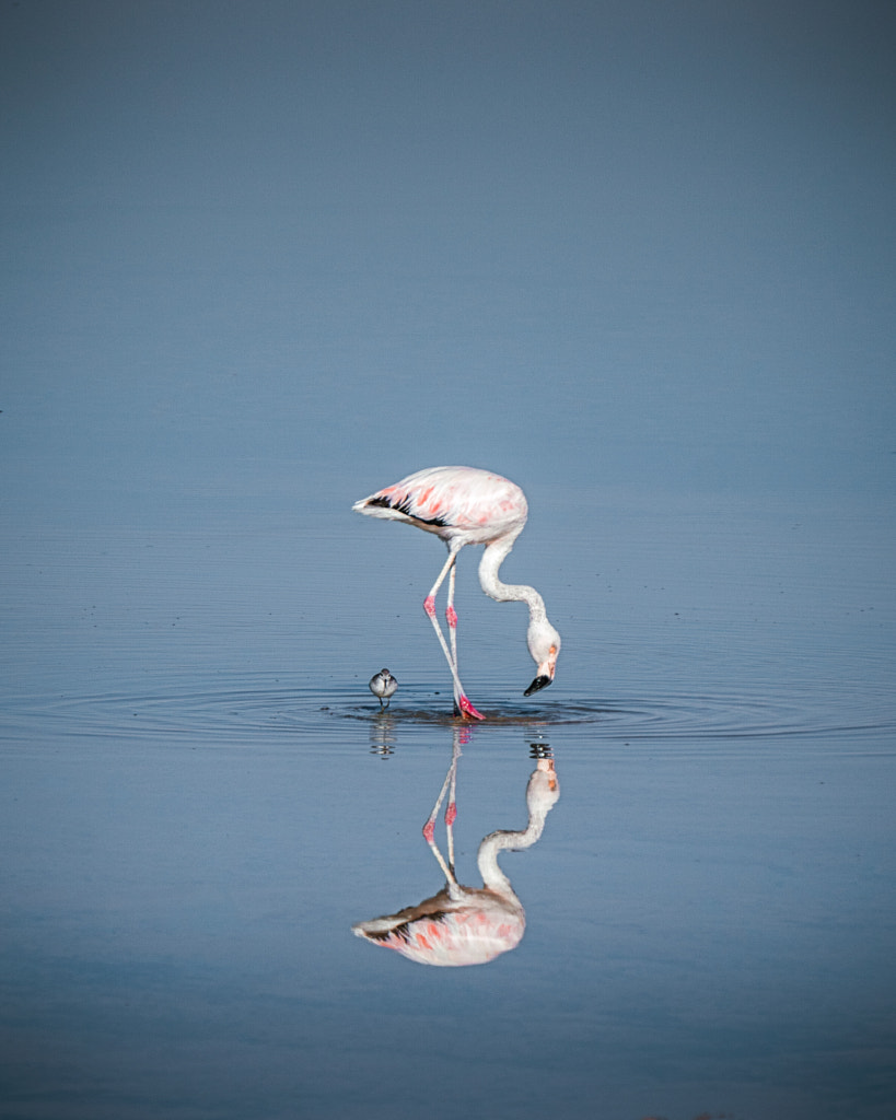 Flamingo reflection by Oliver Heinrichs on 500px.com