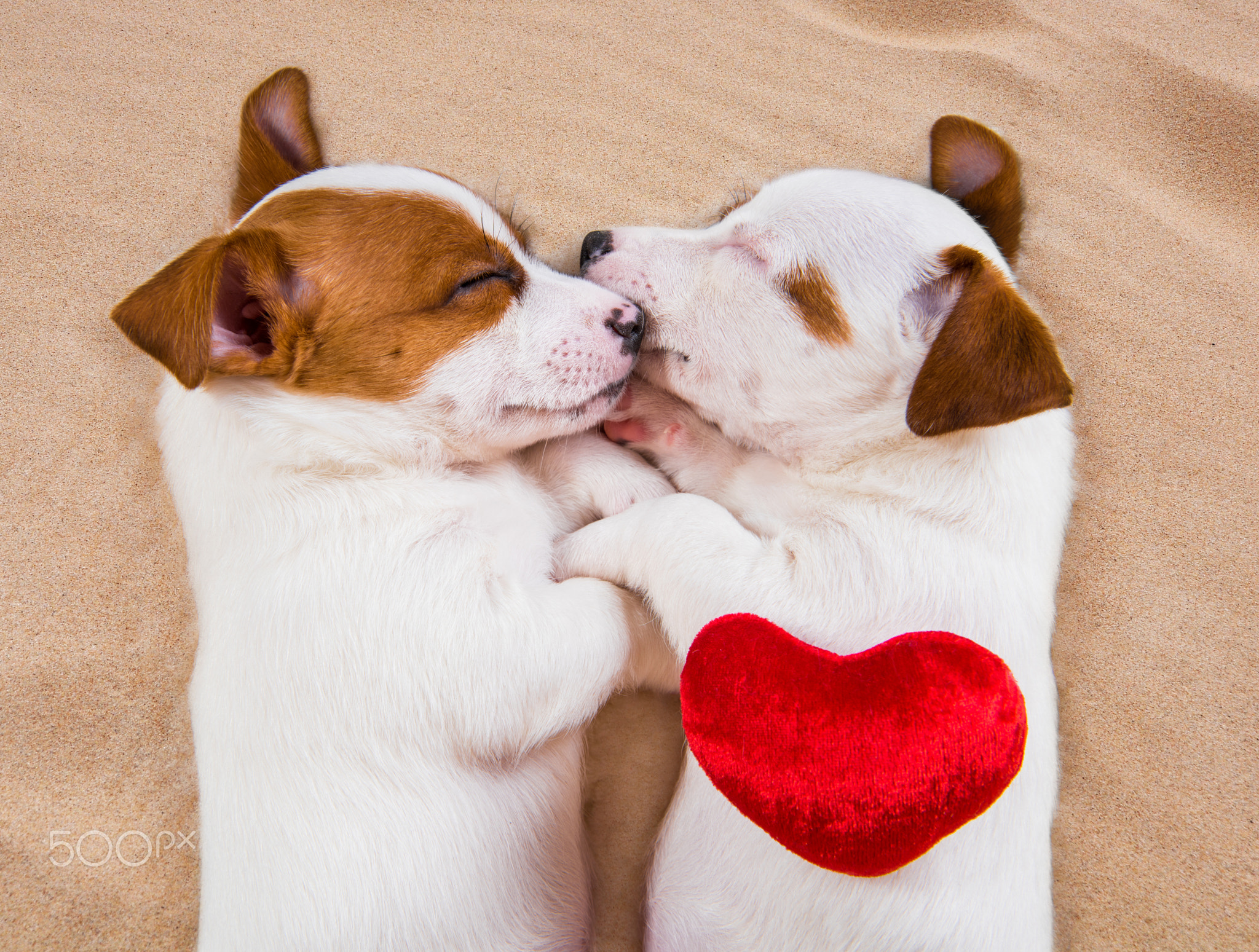 Two puppies Jack Russell Terrier dogs on the sand with red heart.