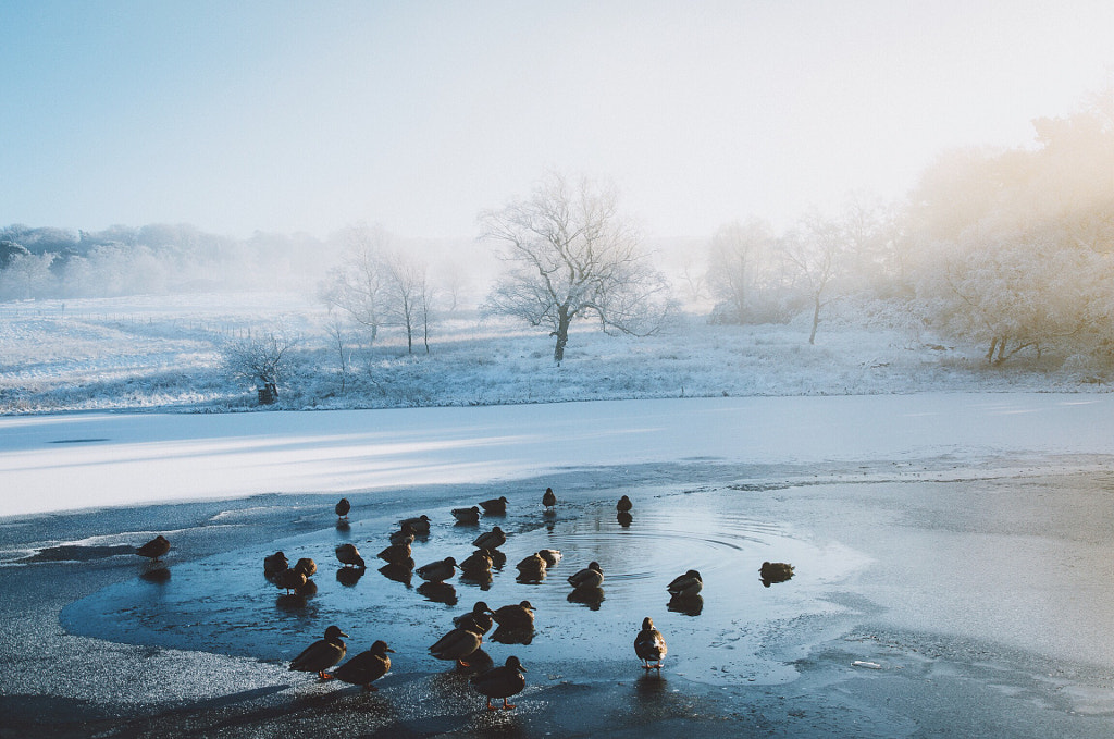 Frozen Mornings  by Daniel Casson on 500px.com