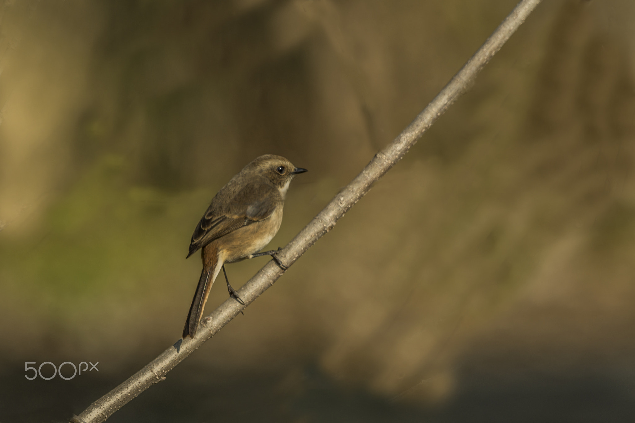 Lesser Whitethroat