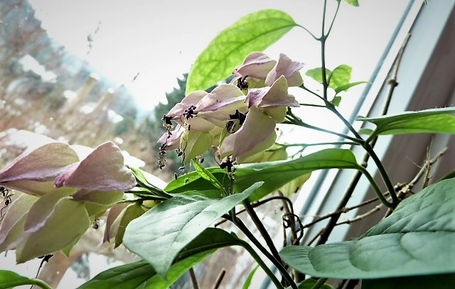 Blüte