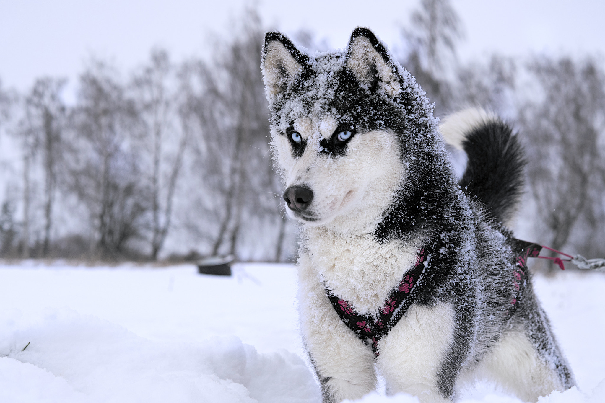 breed husky sled dogs