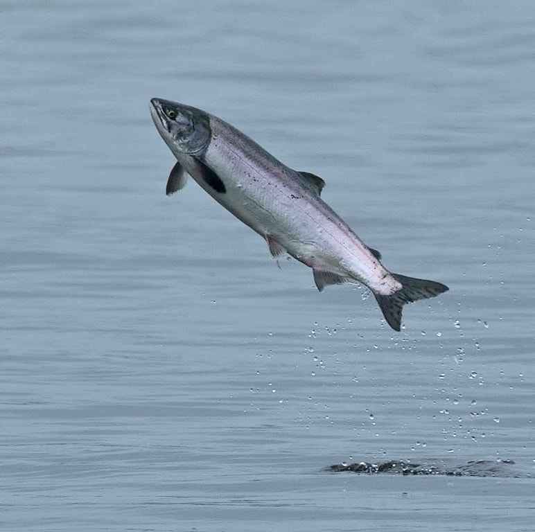 Pink Salmon jumping out of the water at Starrigavan Creek estuar by