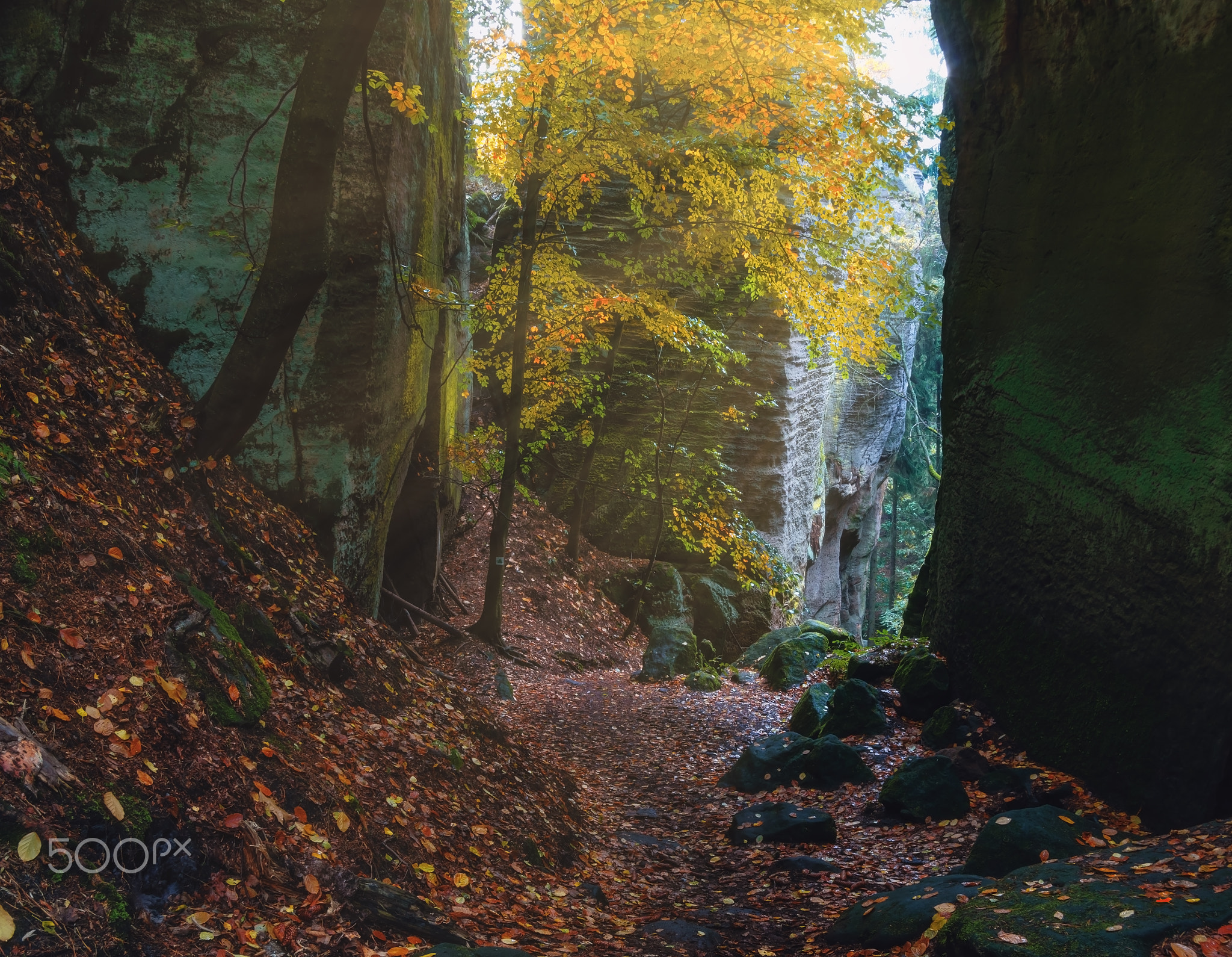 Morning in a foggy forest.