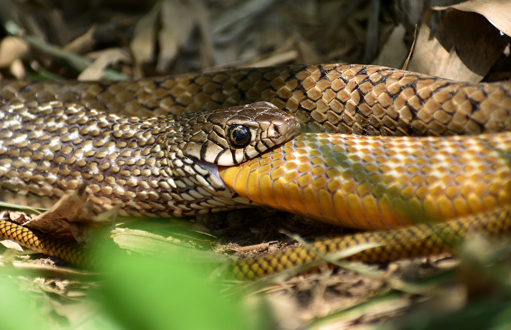 Prey and Predator are same. by Ranjit  Mahara on 500px.com