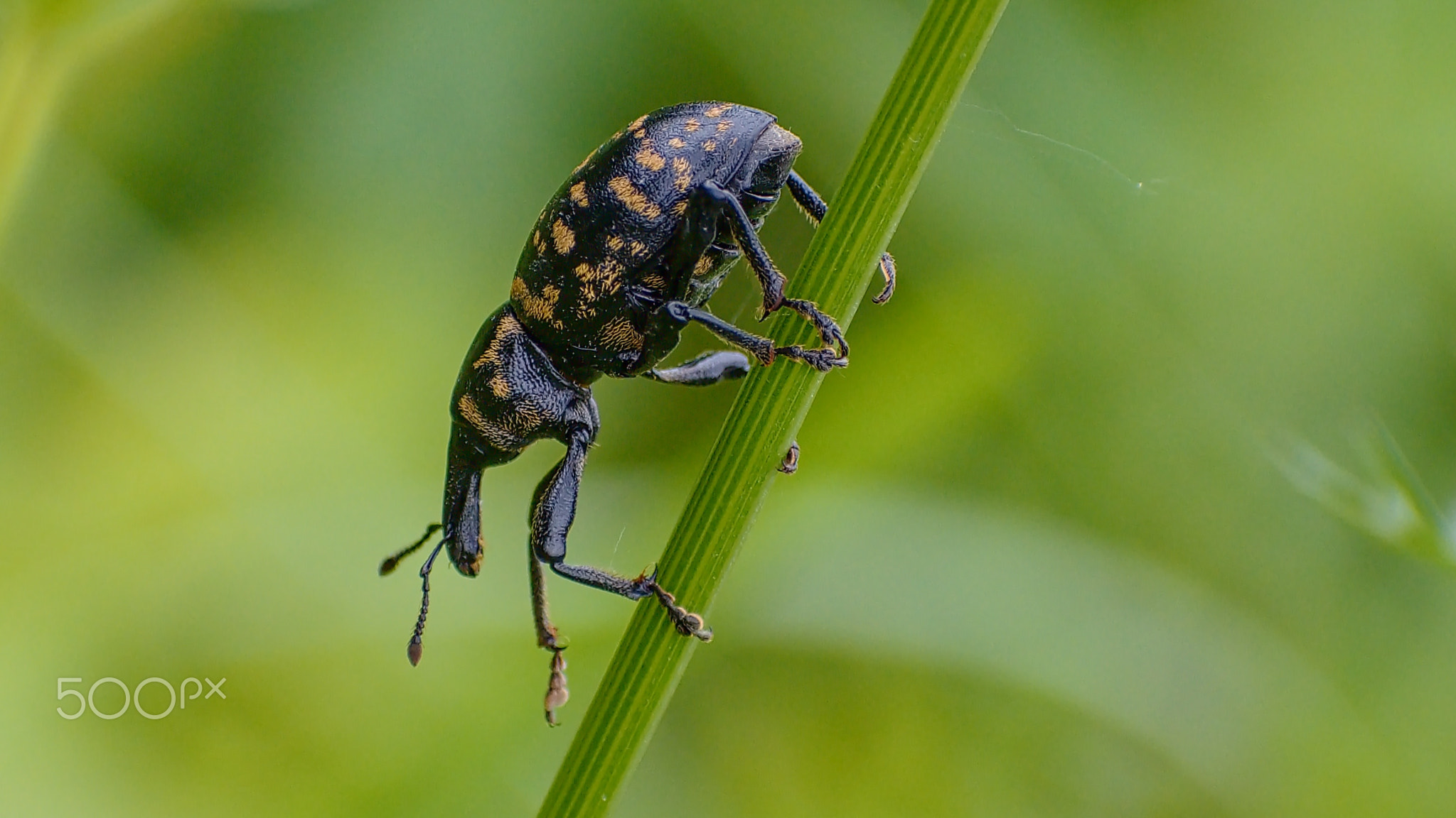 Big bug