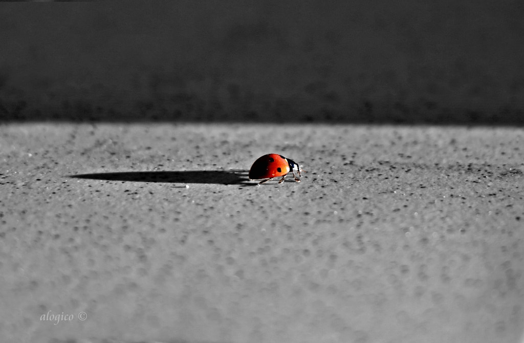 ladybug on black and white with ray of sunlight