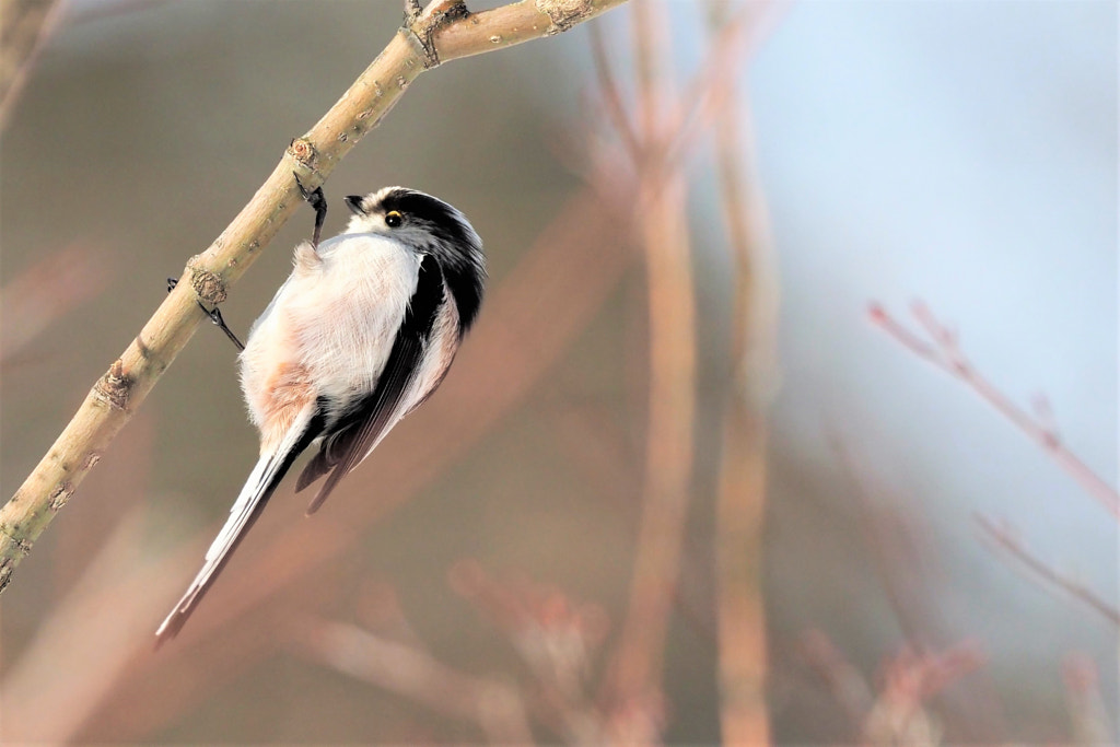 long-tailed-tit by shoji uno on 500px.com