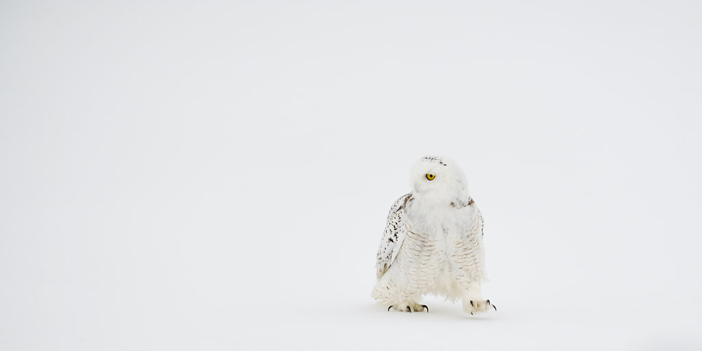 The Snowy owl's walk by Jinny Montpetit on 500px.com