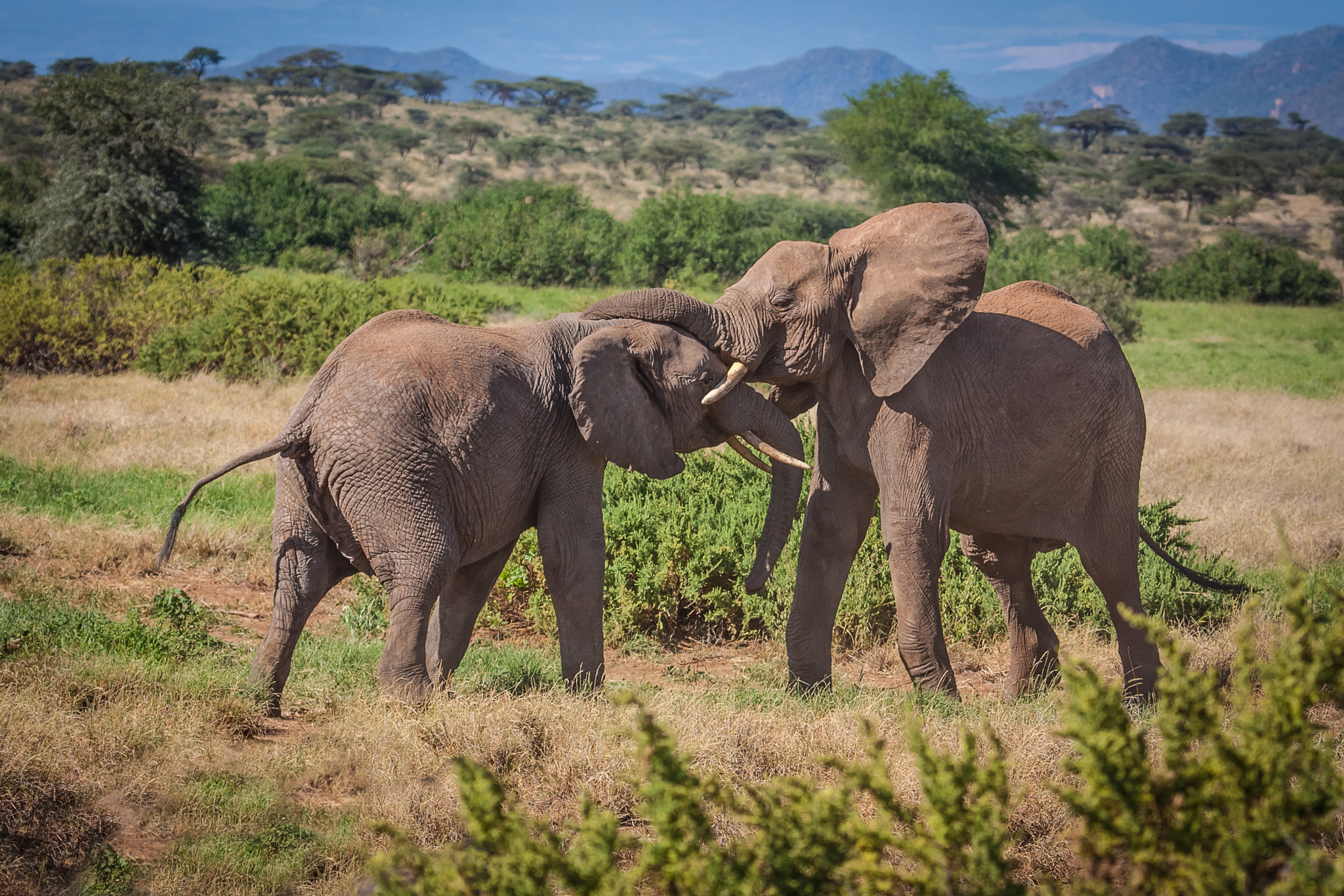 Elephant fight